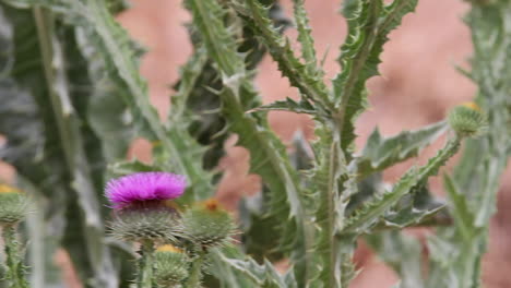 sphinx hummingbird moth circles purple thistle flower drinking nectar