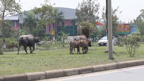 buffaloes crossing road amidst traffic in vietnam