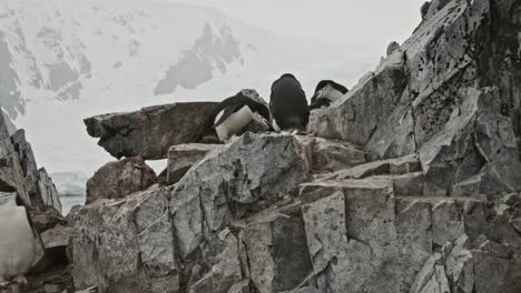 chinstrap penguins investigating nest on top of hill in stunning location