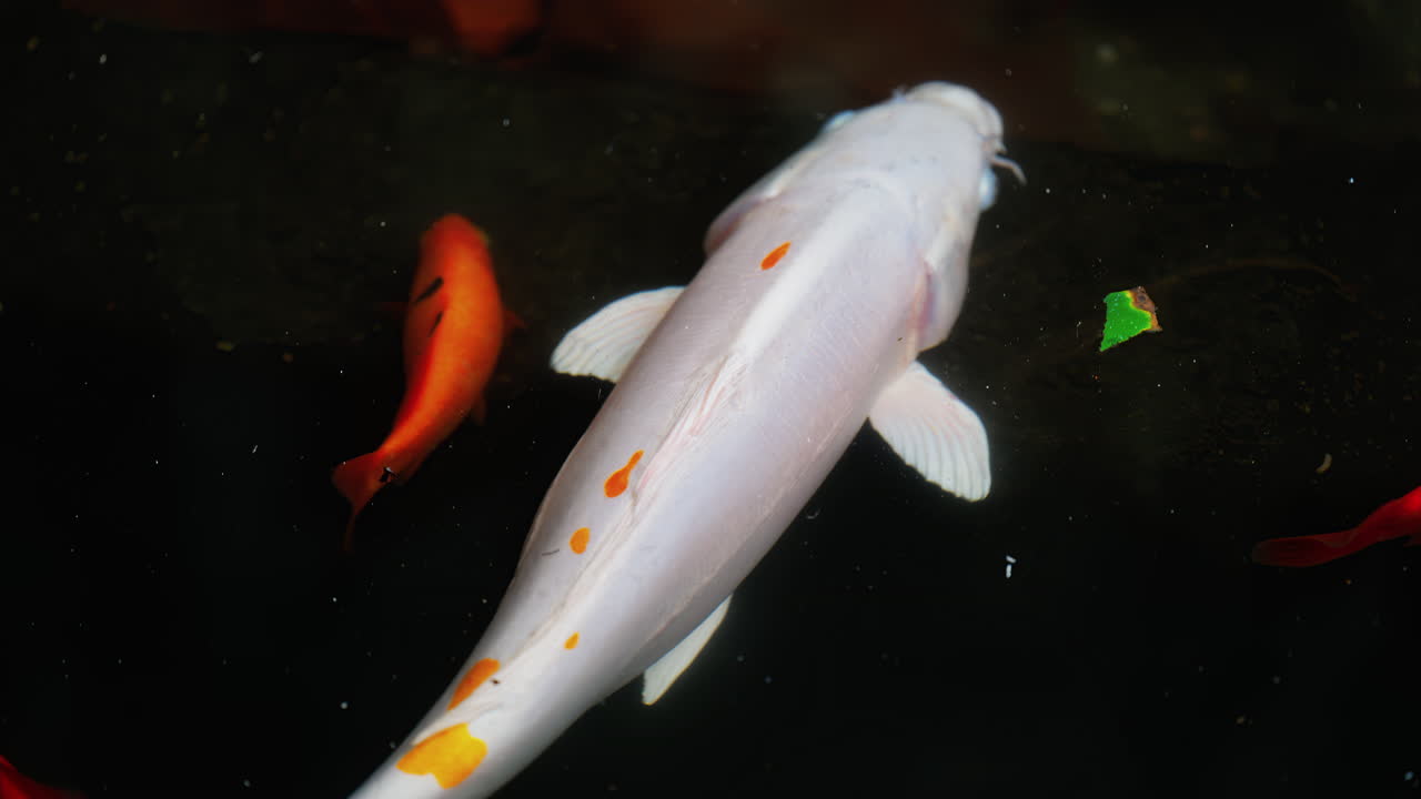 Close up of a white Koi fish swimming in the water near multiple goldfish