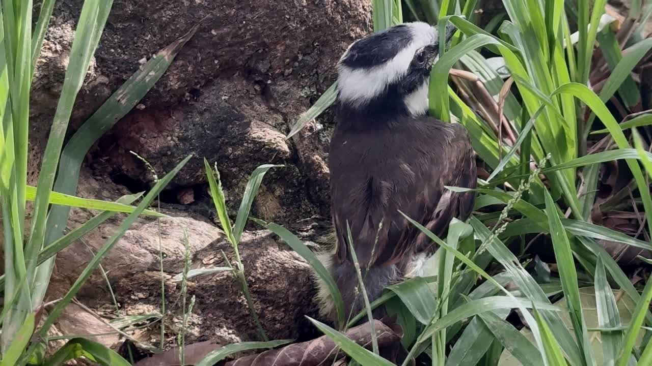 4K close-up of an injured bird sitting on the ground, surrounded by grass and rocks. The bird appears unable to fly, highlighting its vulnerability and the natural textures of the environment.