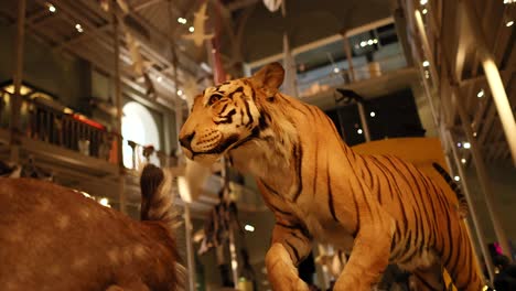 exhibit at national museum of scotland