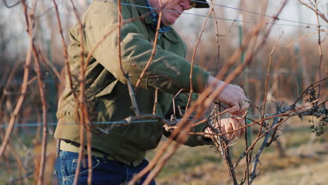 Gardener-Cuts-And-Tights-The-Vine