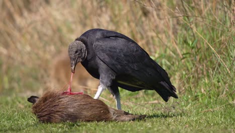 black vulture (coragyps atratus) feeding on the carcass of a brown furred animal on grassy terrain in ibera national park, corrientes, argentina. close up shot