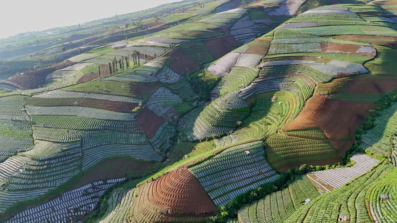 Aerial drone shot of the lush green plantation, expansive vegetable and tobacco farm fields showcasing the rich greenery.