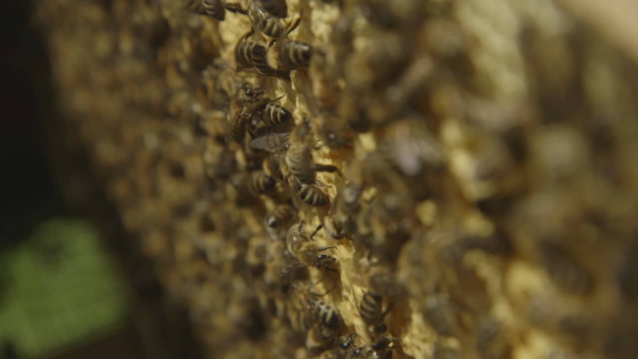 macro disparo de abejas en una colmena