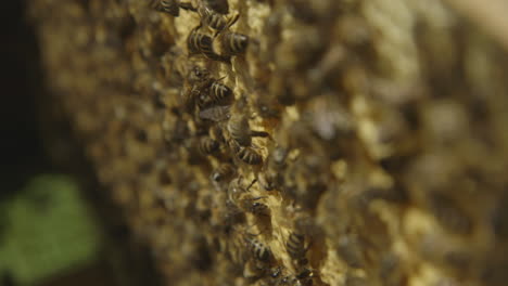 macro shot of bees in a hive