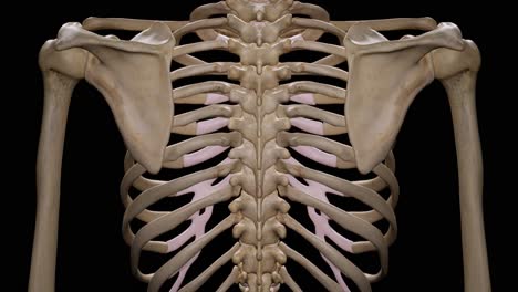 detailed human skeleton. 3d animation.