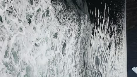 New-zealand-bottlenose-dolphins-interacting-with-tourist-boats,-vertical