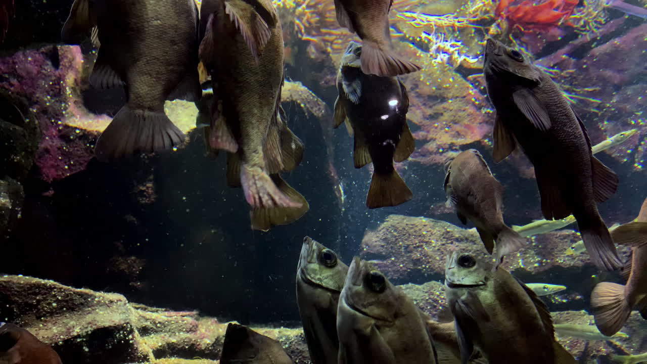 해파리 - 수직 위치에서 올려다보는 물고기 그룹