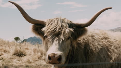 highlander cow with big horns