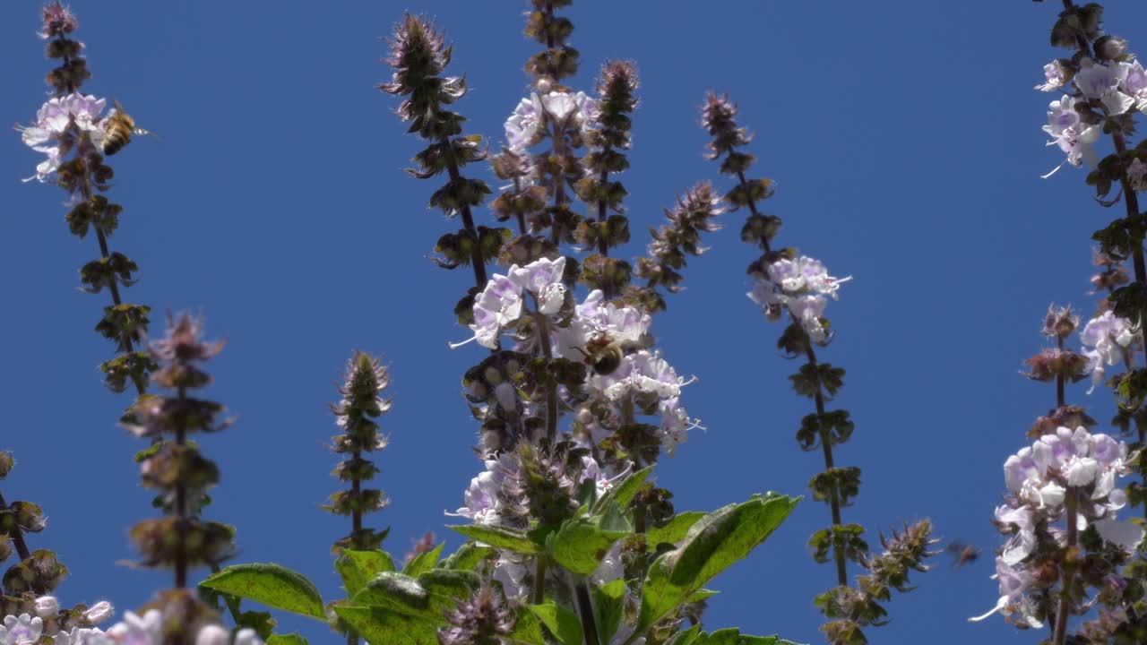 Honigbienen bestäuben Blumen im Sommer