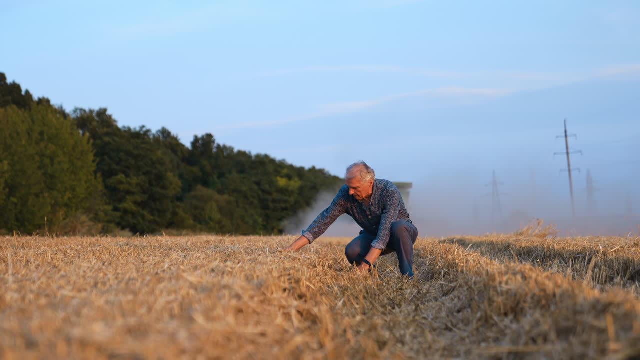 Farmer checks wheat field evening. A farmer kneels in a golden wheat field at dusk, checking the crop after harvest in a serene rural setting