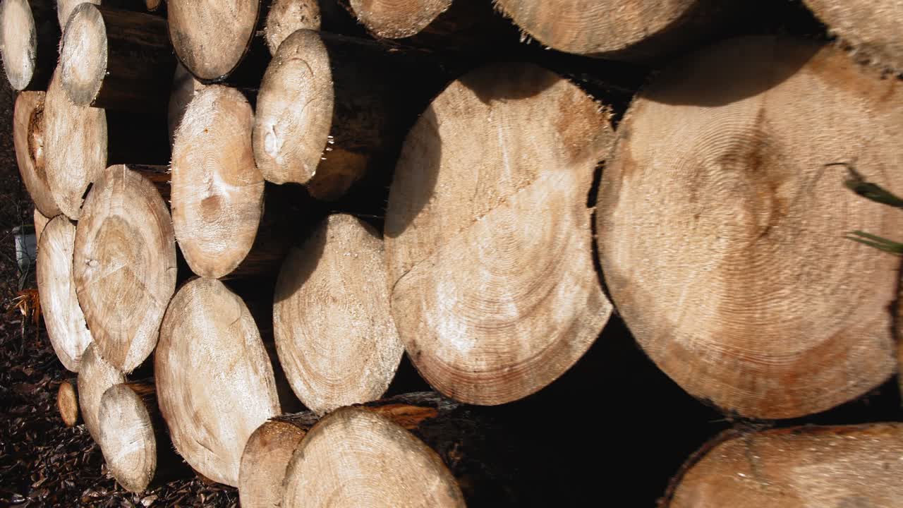 Stack of Sawed Tree Trunks in the Forest
