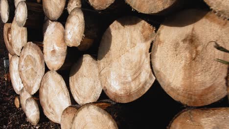 stack of sawed tree trunks in the forest