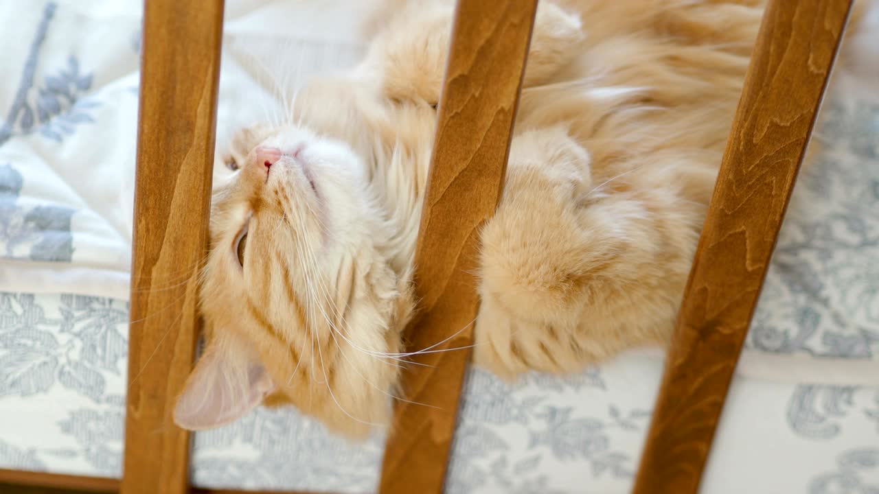 아기 침대에 누워있는 귀여운 생강 고양이. 털털한 애완동물이 침대 레일 사이에 머리를 습니다. 집에서 편안한 아침