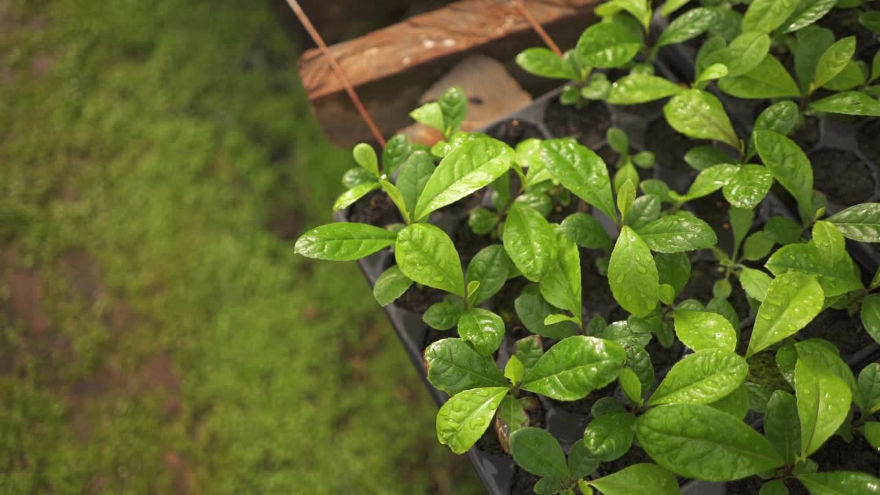 온실 매크로 내부에 물을 뿌린 활기찬 예르바 마테 잎