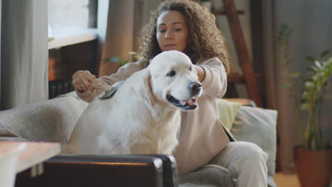 woman grooming her golden retriever on a couch at home