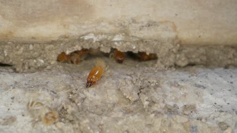 a termite colony in the walls of a garage in a home shot on a super macro lens almost national geographic style