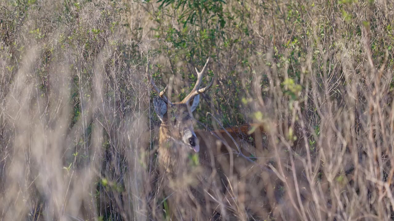 Cervo delle paludi (Blastocerus dichotomus) giace nascosto tra alte canne e arbusti in una zona umida sudamericana, con palchi e muso parzialmente visibili attraverso la vegetazione.