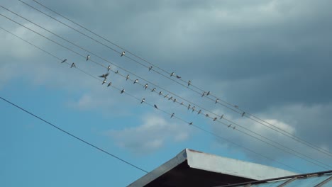 Vista-De-Golondrinas-Sentadas-En-La-Línea-Eléctrica-Contra-El-Fondo-Del-Cielo-Azul-Y-Nublado-Y-La-Azotea-En-La-Mitad-Inferior-Del-Marco