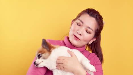 women show love and play with chihuahua mix pomeranian dogs for relaxation on bright yellow background