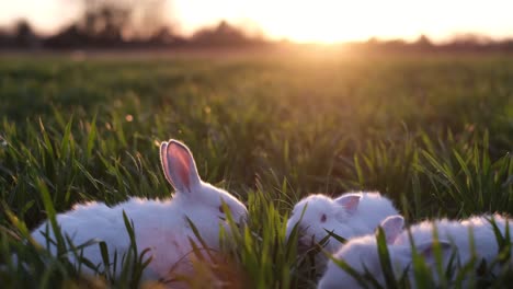 three little rabbits eat grass