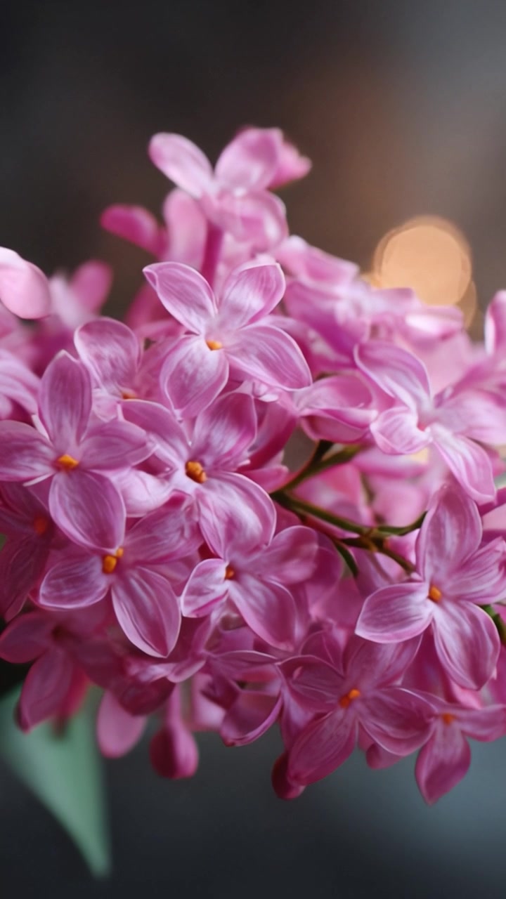 Close-Up Menakjubkan Bunga Lilac Merah Muda Cerah, Menampilkan Struktur Kelopak yang Rumit dan Warna yang Indah dengan Latar Belakang Lembut