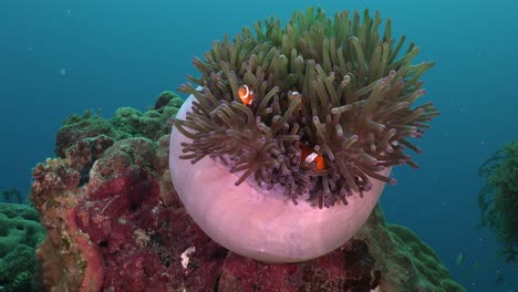 Clown-fish-swimming-in-pink-anemone-with-blue-ocean-as-background