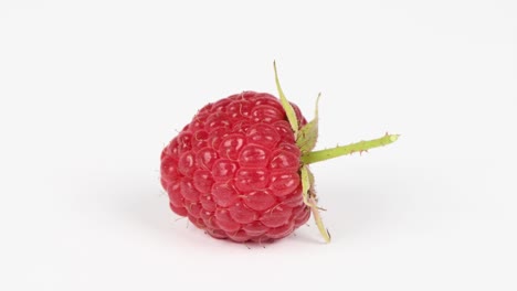 raspberry on white. extrem close-up. side view. loop motion. rotation 360.