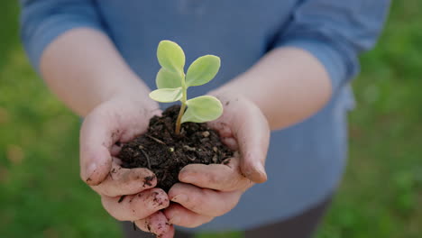 An-elderly-man-holds-the-young-plant-in-his-hands---a-nature-preservation-concept-close-up