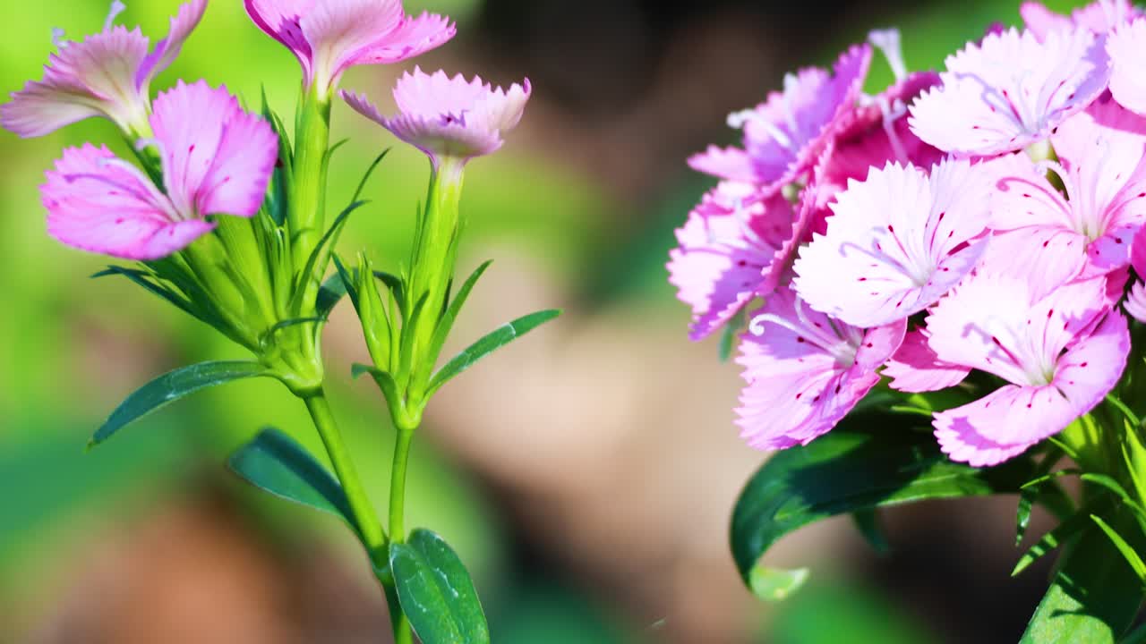 primer plano de las flores de dianto rosado