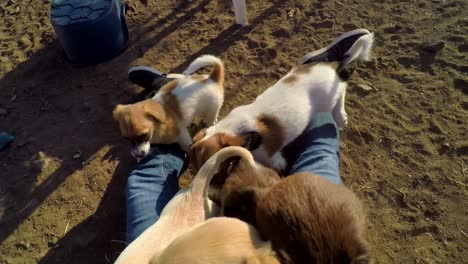 A-point-of-view-shot-of-a-litter-of-puppies-asking-for-attention-and-cuddles-on-lap