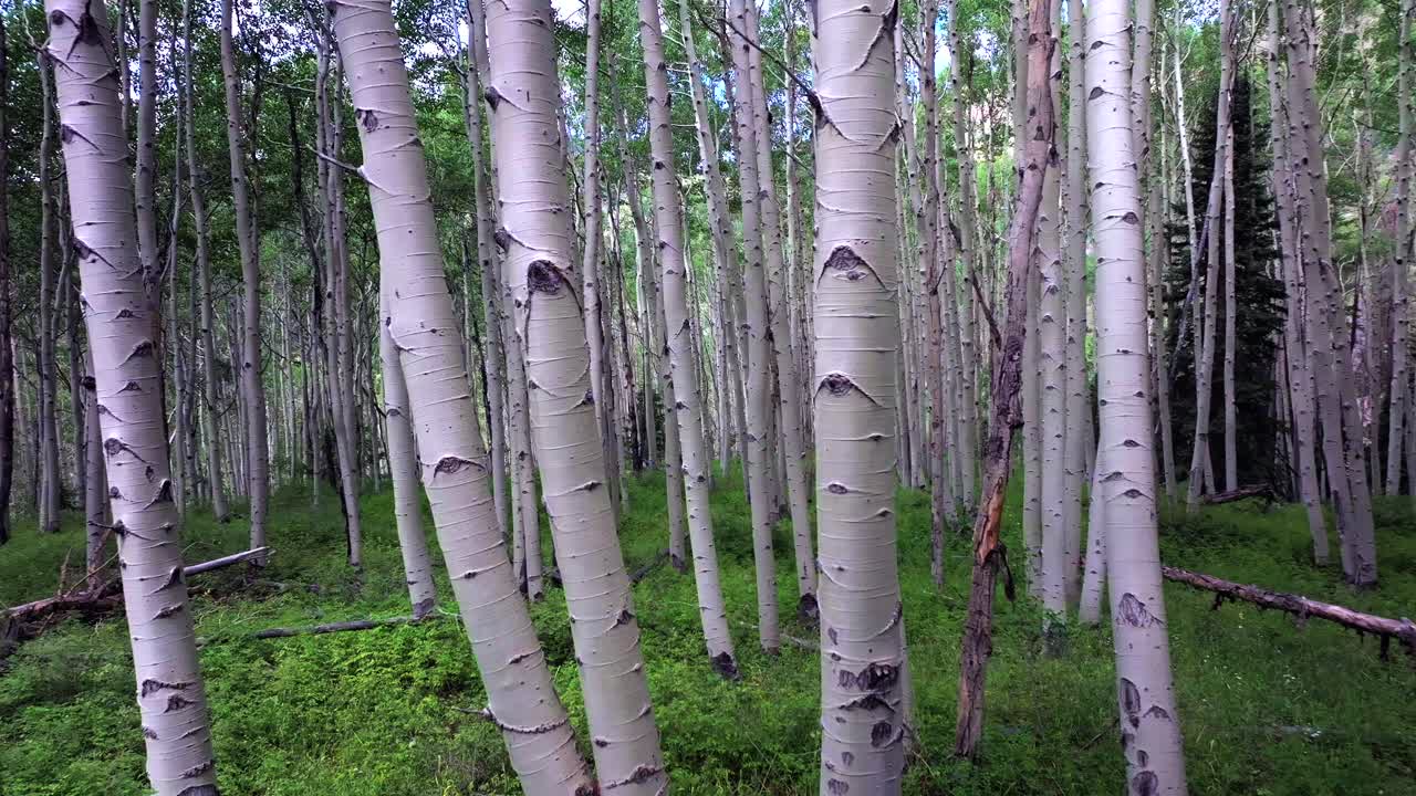Aspen Trees Groove Forest green summer Colorado Rocky Mountains aerial drone Telluride airport Ridgway Last Dollar Road Ouray Silverton San Juan Mount Sneffels Wilson Peak gimbal smooth forward motion