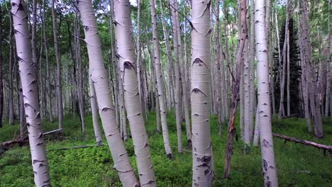aspen trees groove forest green summer colorado rocky mountains aerial drone telluride airport ridgway last dollar road ouray silverton san juan mount sneffels wilson peak gimbal smooth forward motion