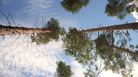 Vista-De-Abajo-Hacia-Arriba-De-Los-Pinos.