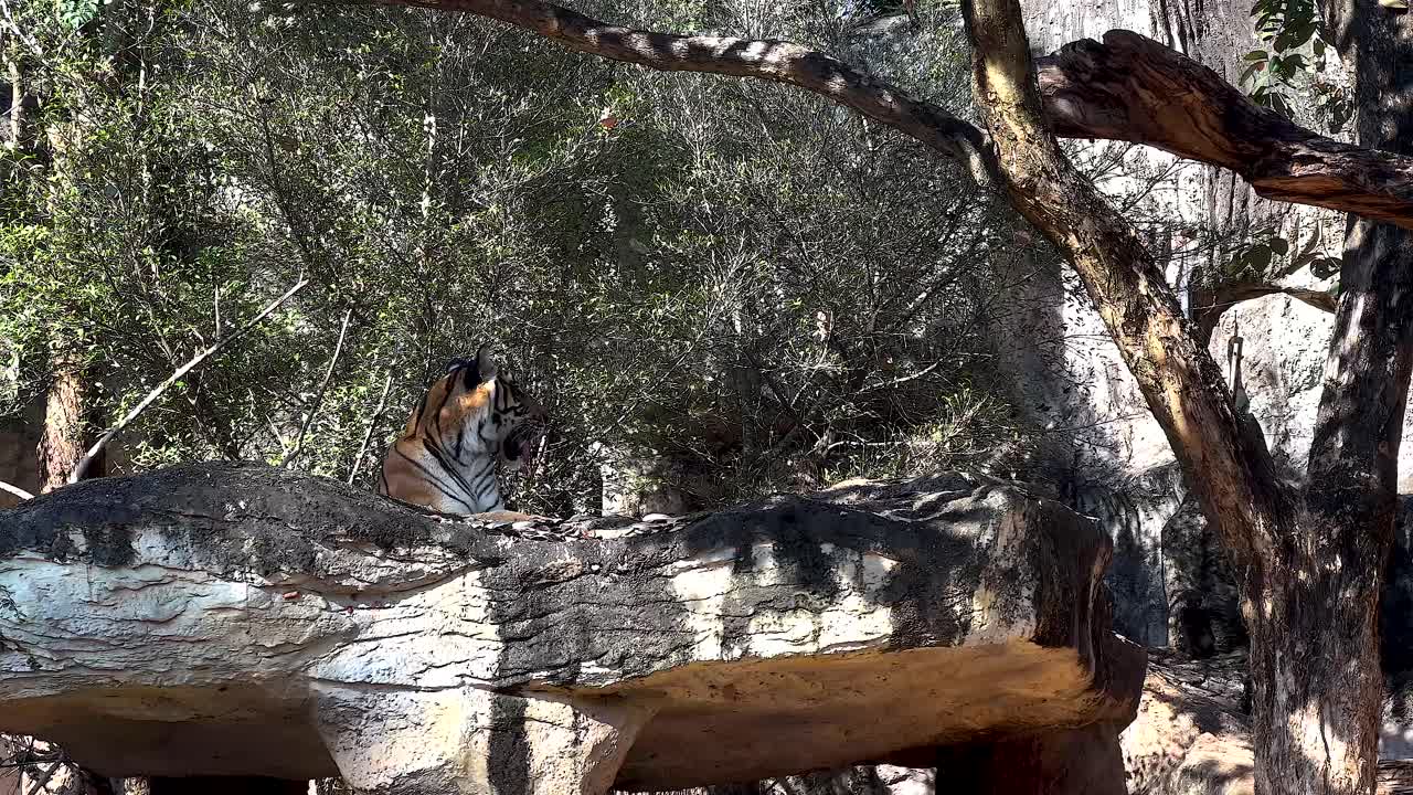 코라트 동물원 의 목재 위 에 누워 있는 호랑이