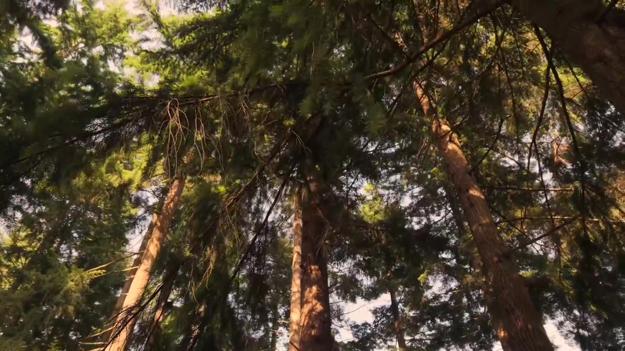 Backwards upwards looking drone footage up to tree tops through pine branches to clear blue sky in bright sunlight