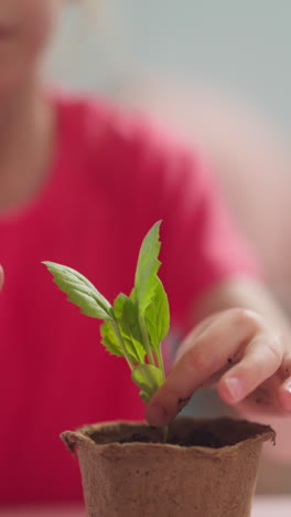 little girl puts green plant sprout into paper pot at table in living room closeup slow motion. child plants seedling at home. nature saving
