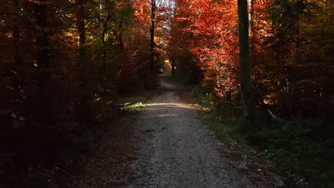 Tiefflug-Per-Drohne-Durch-Einen-Herbstfarbenen-Wald,-Schönes-Hintergrundelement-In-4k