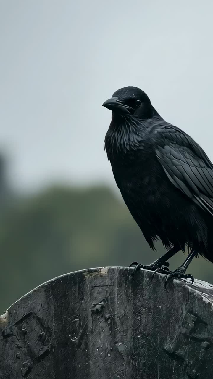 Vertical video: Reacting to breeze, crow fluffing plumage surveying trees on monument, copy space