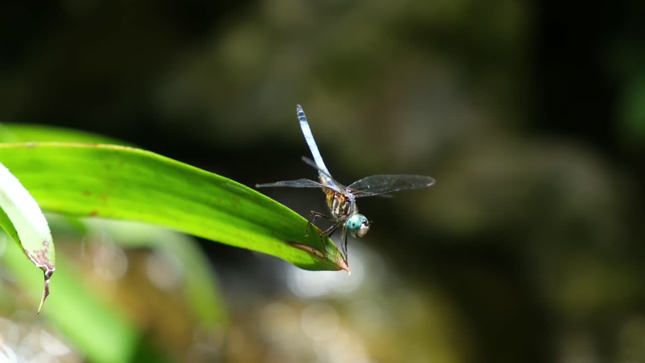 Dragonfly sitting leaf pond tropical rainforest