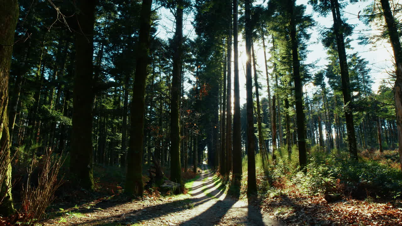 Mountain Trail Among Tall, Narrow Trees During a Hike