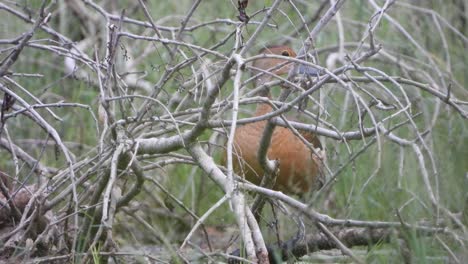 whistling duck in grass mp4 4k uhd video