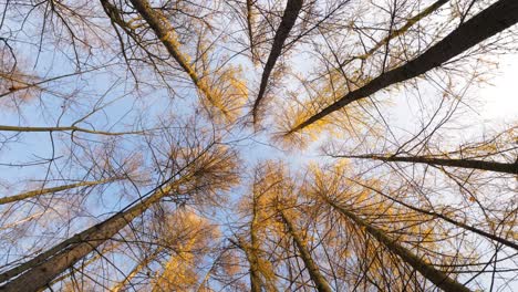 larch trees with yellow needles at autumn season, low angle shot