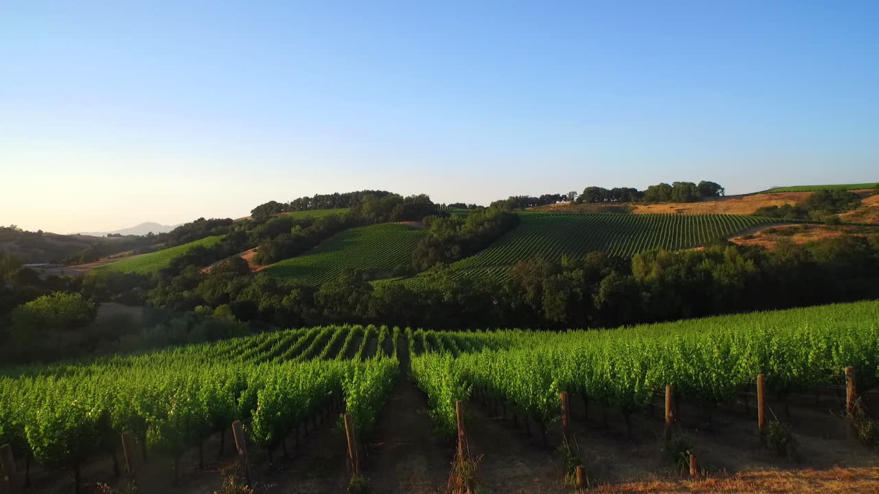 Una ripresa aerea bassa in avanti su vaste file di vigneti nella Contea di Sonoma, California settentrionale 1