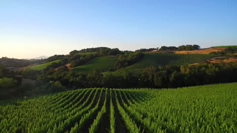 Eine-Niedrige-Vorwärtsantenne-über-Weiten-Reihen-Von-Weinbergen-Im-Nordkalifornischen-Sonoma-County-1