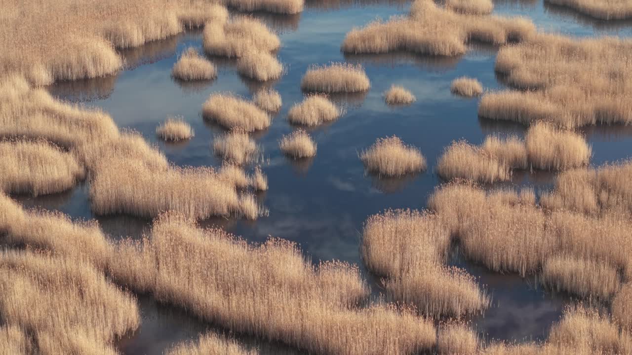A calm marsh landscape features clusters of golden reeds rising from still, dark-blue water. The surface reflects the sky and clouds, creating an abstract natural pattern