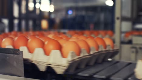 eggs moving on the production line