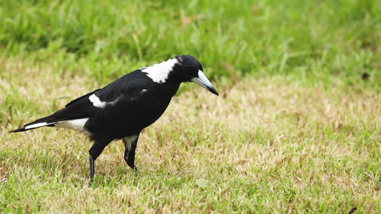 Bird pecking ground, walking in grassy field